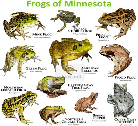 Frogs Species of Minnesota | A collections of all eleven fro… | Flickr