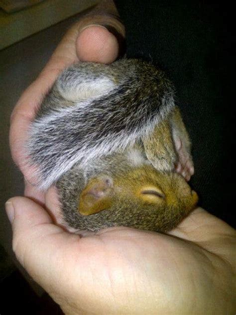 Baby Squirrel Takes Up Residence at Grayson City Hall | Loganville, GA Patch