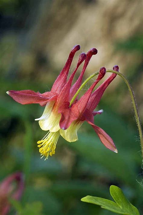 How to Grow and Care for Columbine Flowers | Gardener's Path