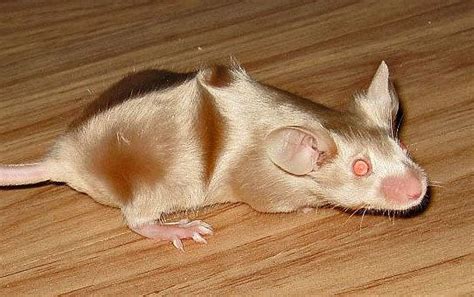 Fancy mouse - Alchetron, The Free Social Encyclopedia