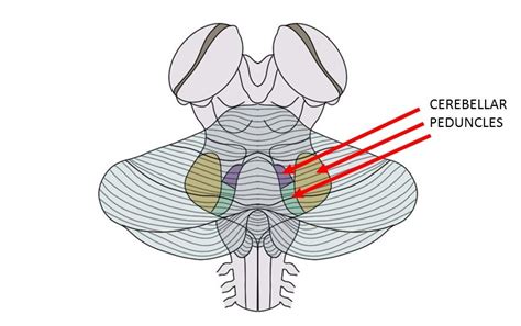 Cerebellar peduncles - definition — Neuroscientifically Challenged