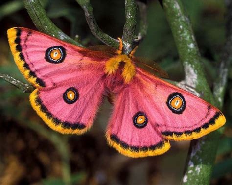 butterfly-and-moth-species:Pink moth species – Stuff To Draw