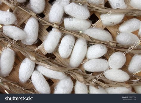 Silkworm Cocoon Macro Detail Many Silk Stock Photo 110377976 - Shutterstock