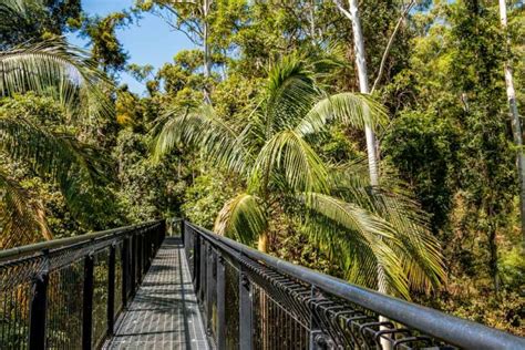 Mt Tamborine Rainforest Skywalk on the Gold Coast