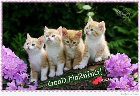 Good Morning Cats Pictures, Photos, and Images for Facebook, Tumblr, Pinterest, and Twitter