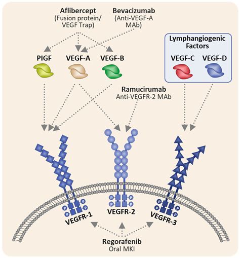 Bevacizumab Mechanism Of Action