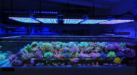 LED Lighting on a reef tank as the primary lighting will never work!