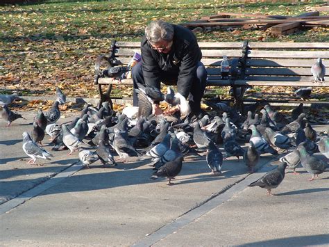 How to Raise Pigeons as Pets - PetHelpful