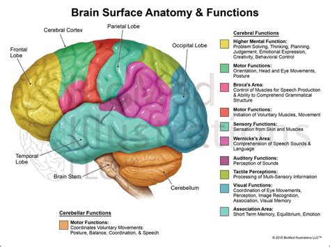 The Human Brain Diagram And Functions | Brain anatomy, Brain anatomy and function, Brain diagram