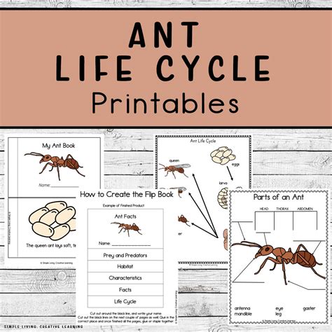 The Life Cycle Of An Ant Ant Life Cycle Lesson For Kids – Themeloader