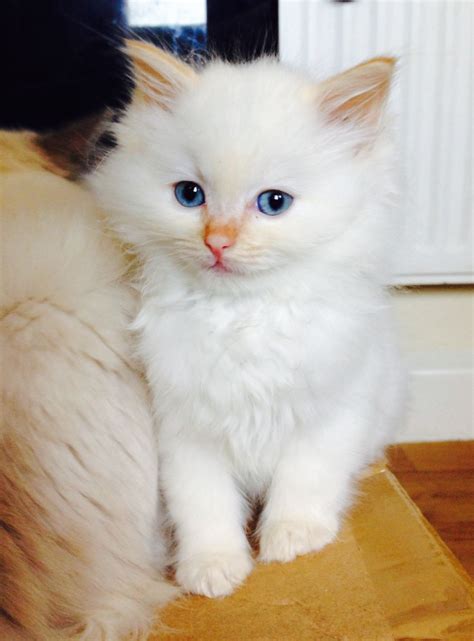 Beautiful cream colour point Ragdoll boy | Maidstone, Kent | Pets4Homes