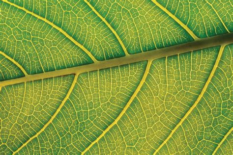 Leaf | Definition, Parts, & Function | Britannica