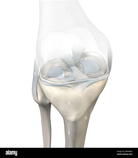 3D illustration showing knee joint with transparent femur and articular capsule, menisci and ...