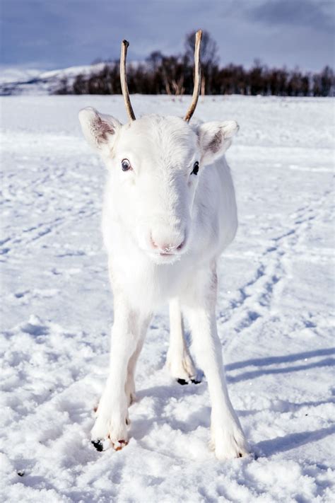 Photographer Captures Extremely Rare White Baby Reindeer While Hiking In Norway (6 Pics) | Bored ...