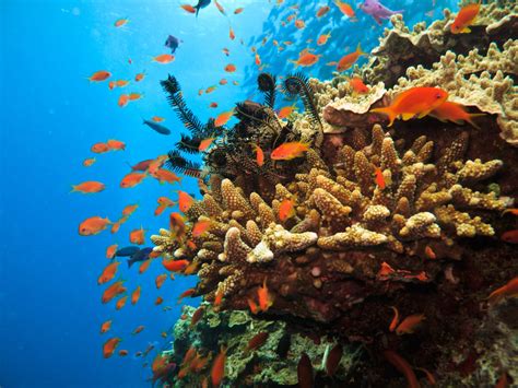 5 Things You Didn’t Know You Could Do on the Great Barrier Reef | Travel Insider