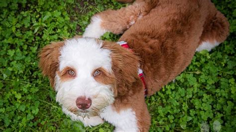 A Complete Guide on Potty Training Your Goldendoodle