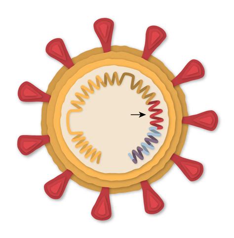 How the Johnson & Johnson Covid-19 Vaccine Works - The New York Times