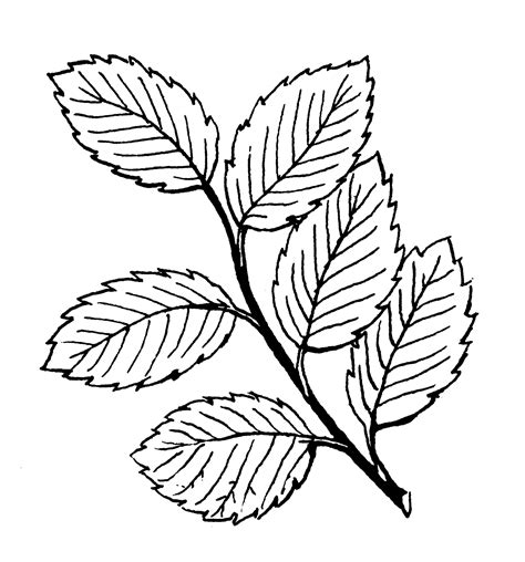 Mint Leaf Drawing at GetDrawings | Free download