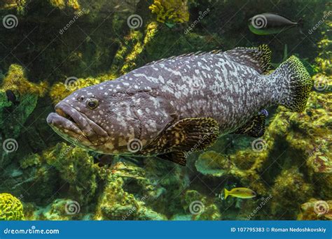 Underwater Giant Grouper Fish Stock Image - Image of marine, bottom ...