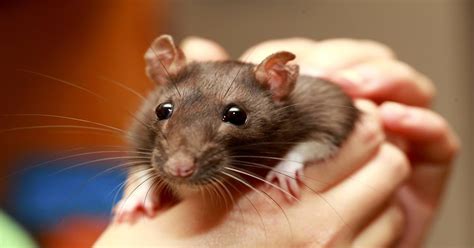 Rats Advice For Humanity - Animal Thoughts