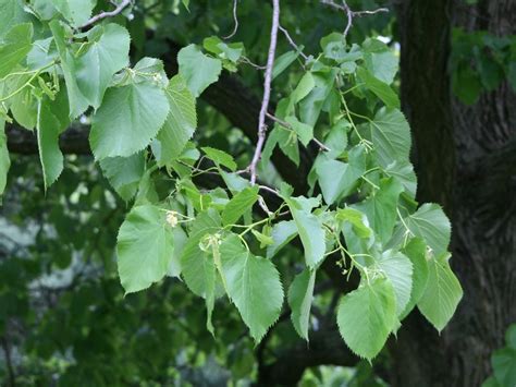 American Linden Tree Leaves