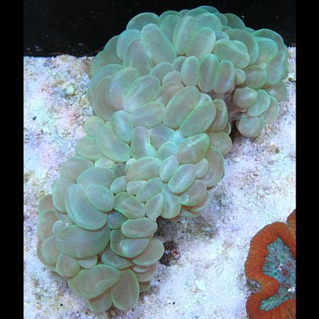 Green Bubble Coral – Barrier Reef Aquariums