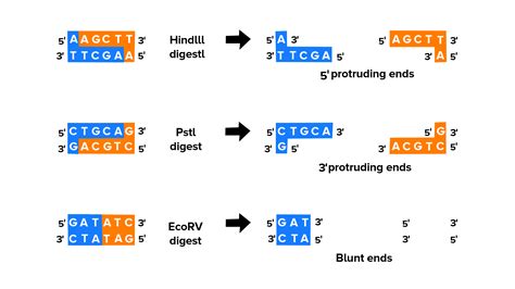 What is the recognition site for a restriction enzyme?