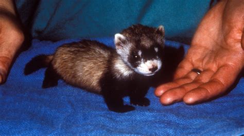 Louisville Zoo’s 1,000th black-footed ferret born