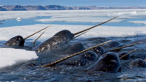 Fondos de pantalla : Animales, mar, naturaleza, vehículo, hielo, fauna ...