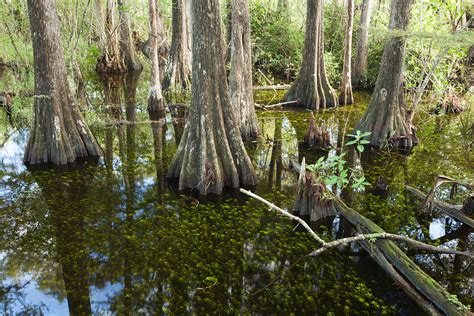 Big Cypress Swamp Photograph by Doug McPherson - Fine Art America