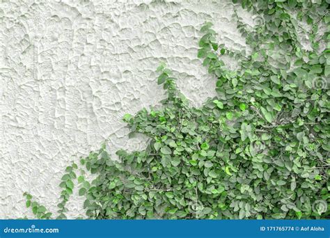 Ficus Pumila Plant on White Wall Background.Climbing Fig on the Wall ...