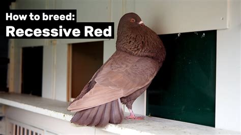 How to breed Recessive Red Pigeons - YouTube