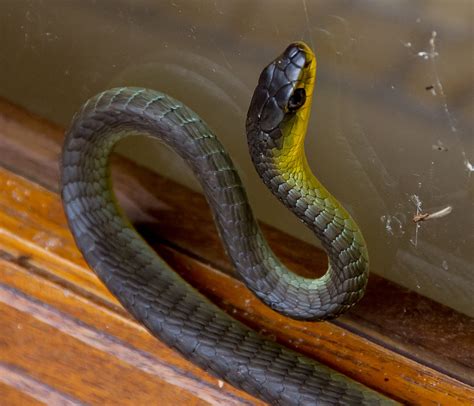 Free Images : window, wildlife, wild, black, yellow, fauna, close up, australia, skin ...