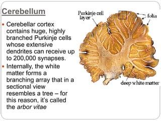 Cerebellum Arbor Vitae Histology