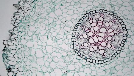 Pericycle Anatomy, Function & Location | What is Pericycle in Biology? - Video & Lesson ...