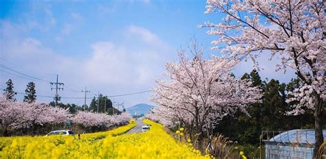 Jeju Private Tour Cherry Blossom Festival-Jejudo-DAY TOURS-Hulutrip