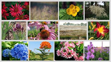 17 Plants That Grow in Clay Soil - Lawn Care Blog | Lawn Love