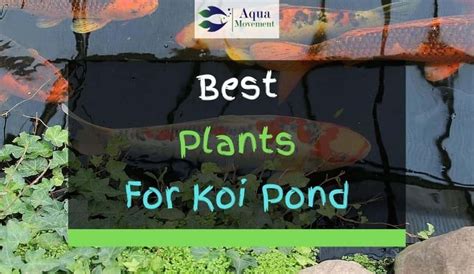 13 Best Plants for Koi Pond - With Pictures | Aqua Movement