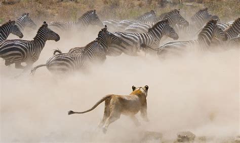 Serengeti National Park, Tanzania - WorldAtlas