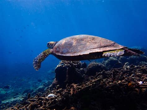 Premium Photo | Turtle swimming underwater.