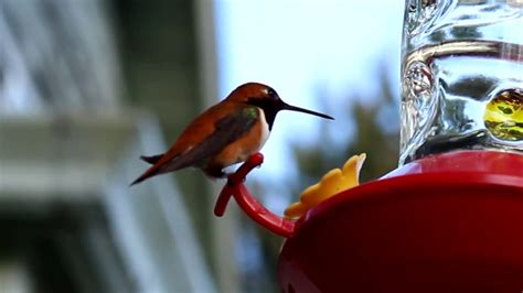 Hummingbirds-Slow Motion and Sound - YouTube