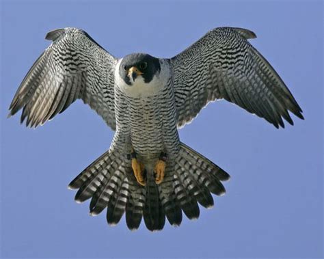 Shaheen falcon - Alchetron, The Free Social Encyclopedia