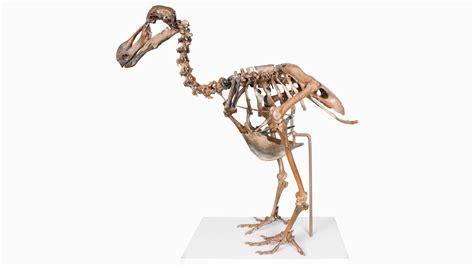 A de-extinction company is trying to resurrect the dodo | MIT Technology Review