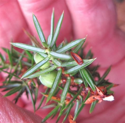 Juniper - Tree Guide UK - Common Juniper identification