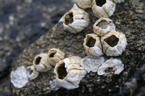 Seashore - Rocky Shore Food Web | Young People's Trust For the Environment