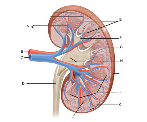 Lab 23-Renal blood flow Diagram | Quizlet