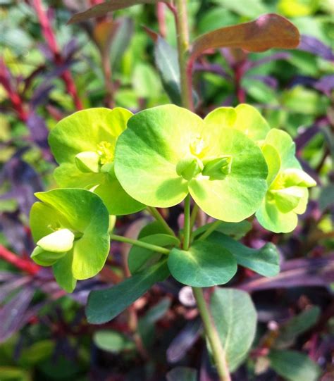 Euphorbia amygdaloides 'Purpurea' Wood Spurge | Garden Center Marketing