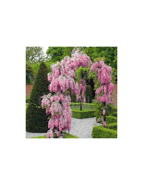 Japanese Pink Wisteria vine for sale (Wisteria floribunda)