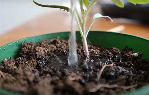 How Often to Water Seeds in the Garden? - GardenProfy