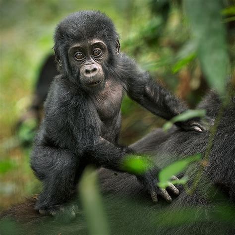 Baby Gorilla | Sean Crane Photography